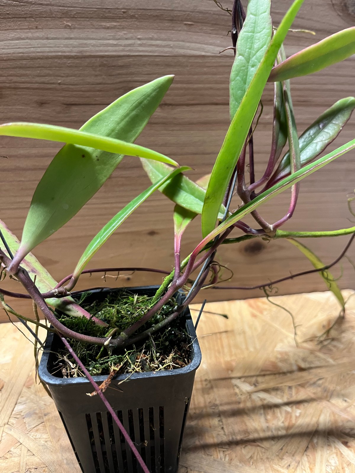 ホヤ スラウェシアナ | GREEN LUCK