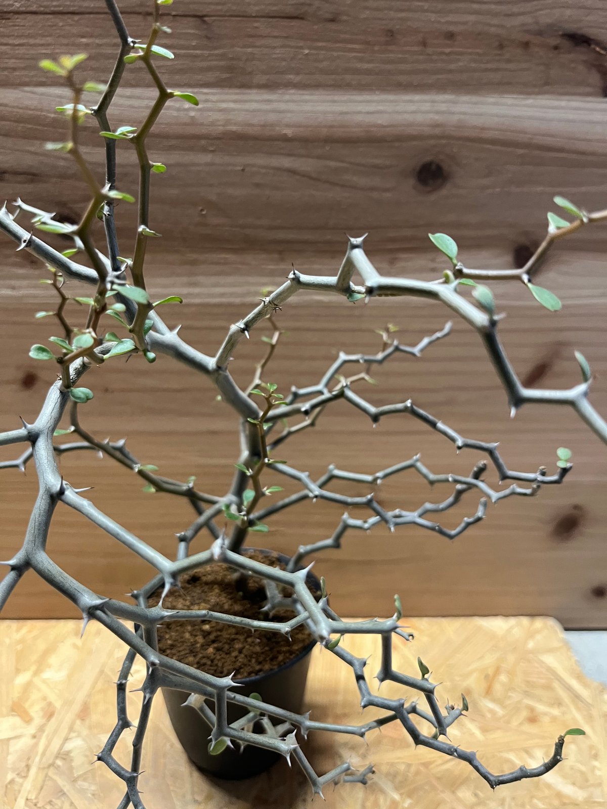 デカリア マダガスカリエンシス | GREEN LUCK