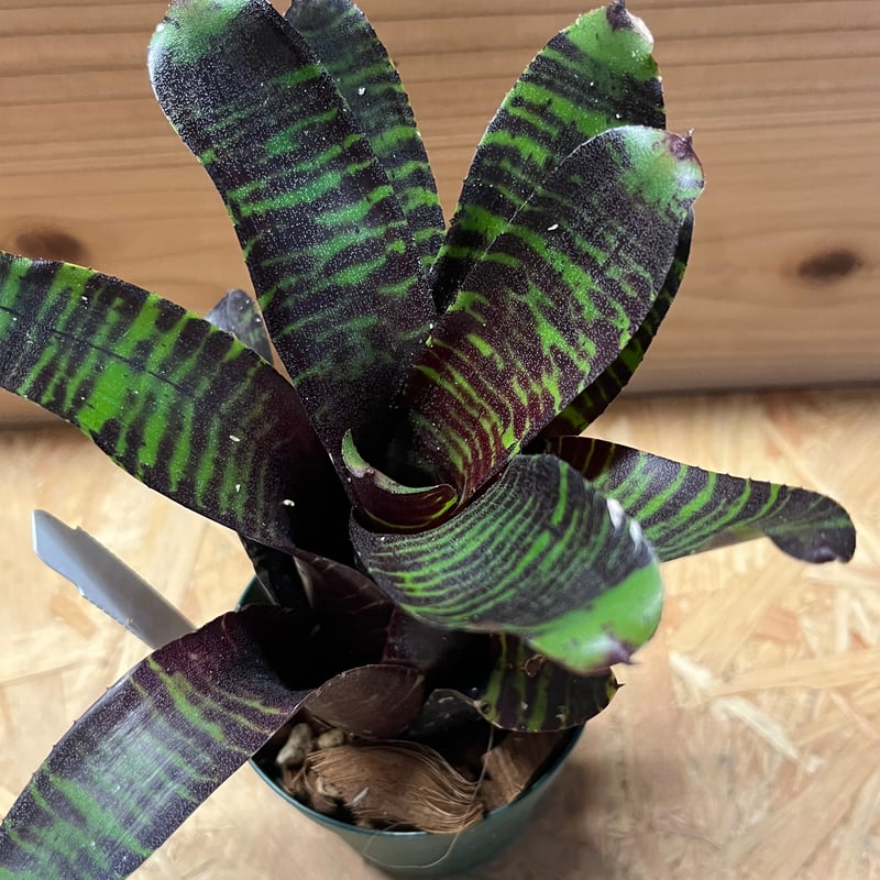 ☆★ドリパケ 最高の樹脂パケ サーボ付き★☆ ネオレゲリア サボイトリュフ | GREEN LUCK