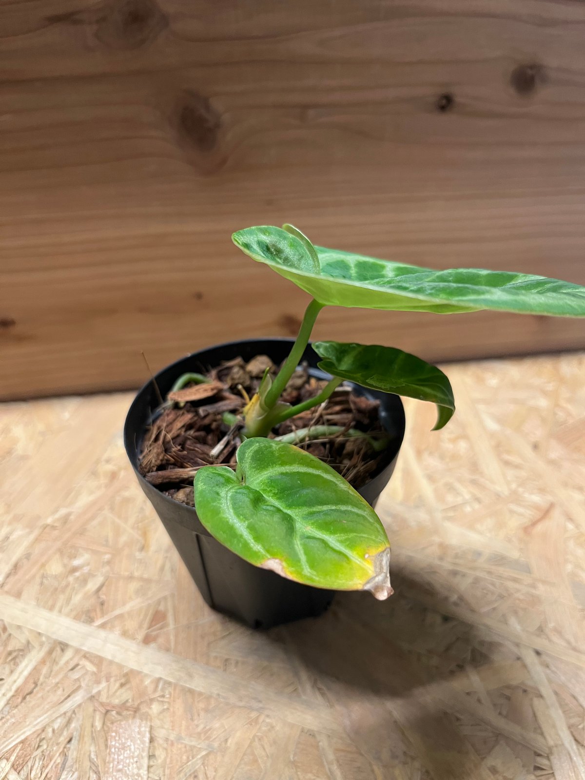 アンスリウム ドラヤキ | GREEN LUCK