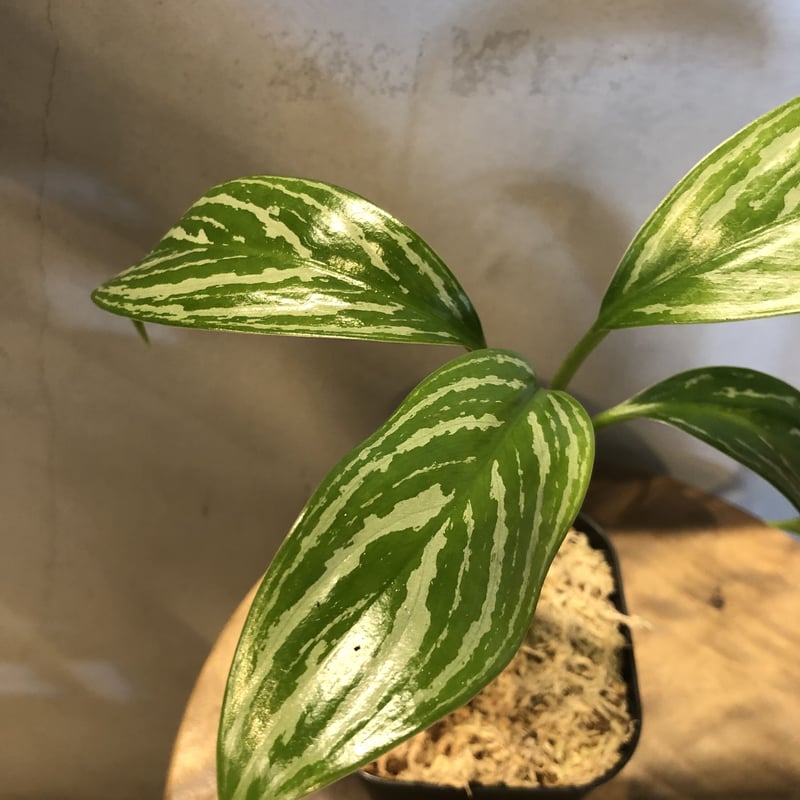 アグラオネマ ニティドゥム カーティシー | GREEN LUCK