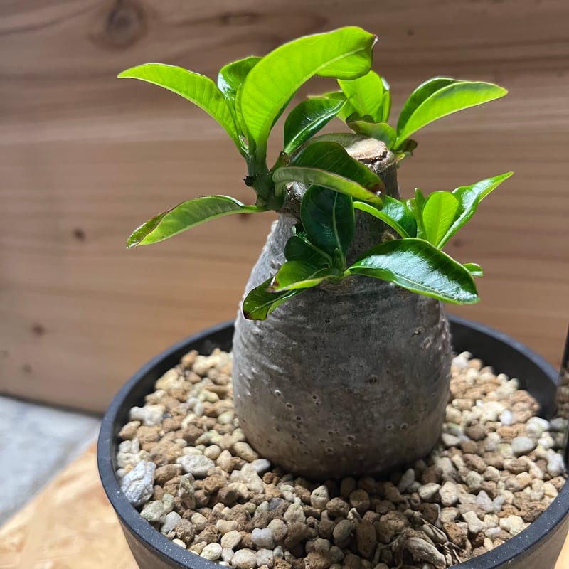 パキポディウム デカリー | GREEN LUCK