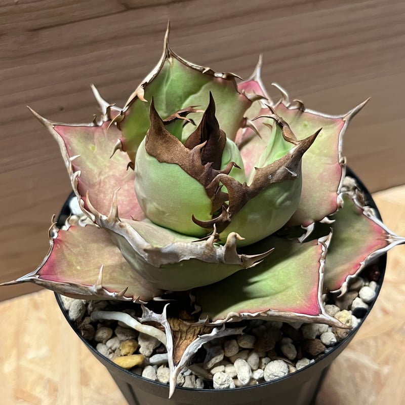 アガベ チタノタ イランシャーク | GREEN LUCK