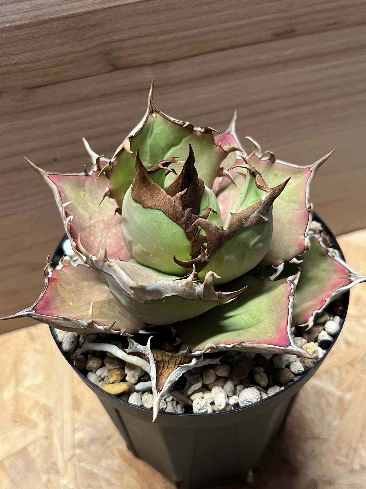 アガベ チタノタ イランシャーク | GREEN LUCK