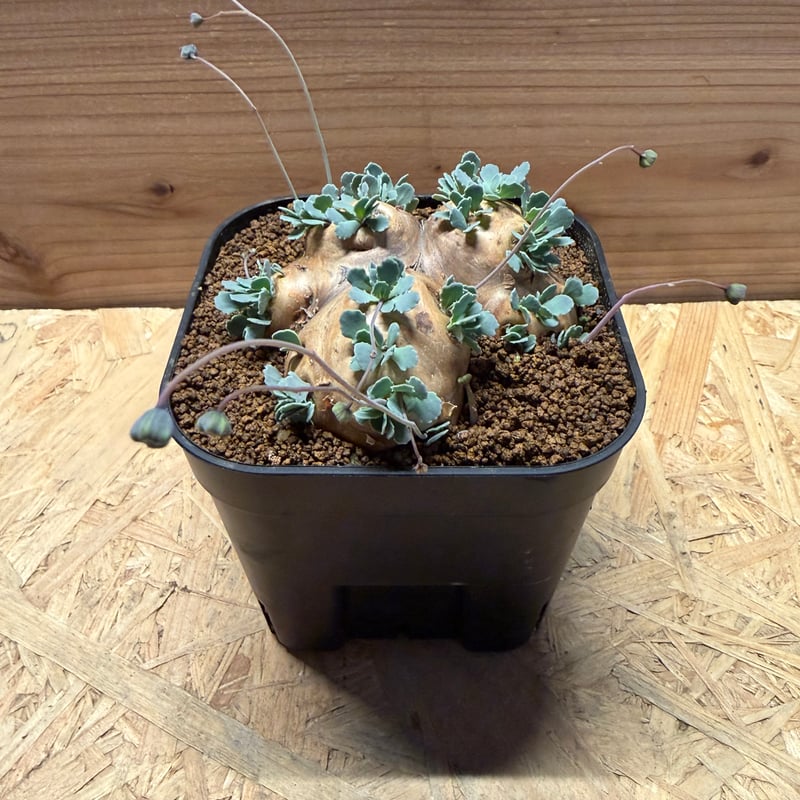 オトンナ カカリオイデス | GREEN LUCK