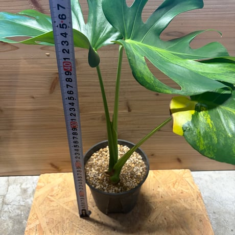 モンステラ　デリシオーサ　'実生変異'