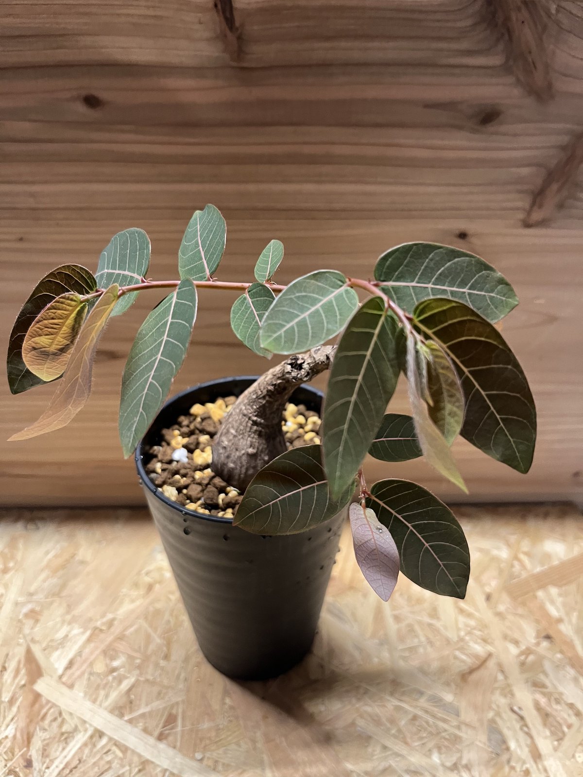 フィランサスミラビリス　超美形大株 isla del pescado - Phyllanthus mirabilis-フィランサス