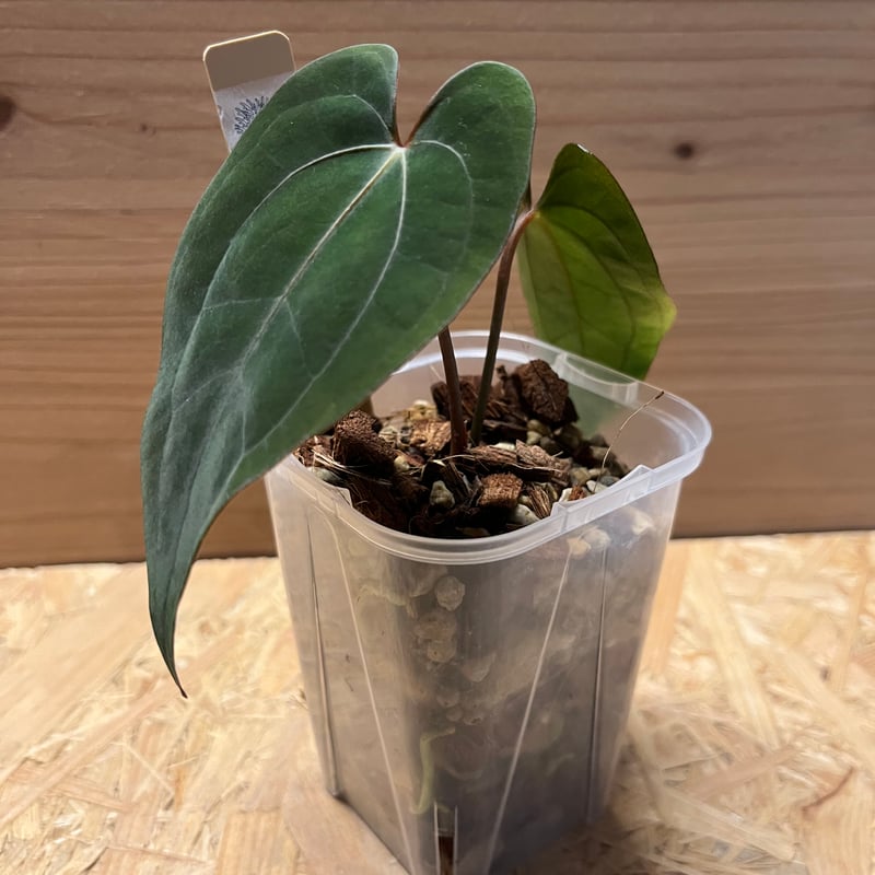 極美❗️アンスリウムレッドダークフェニックス 株分新葉付きタイから