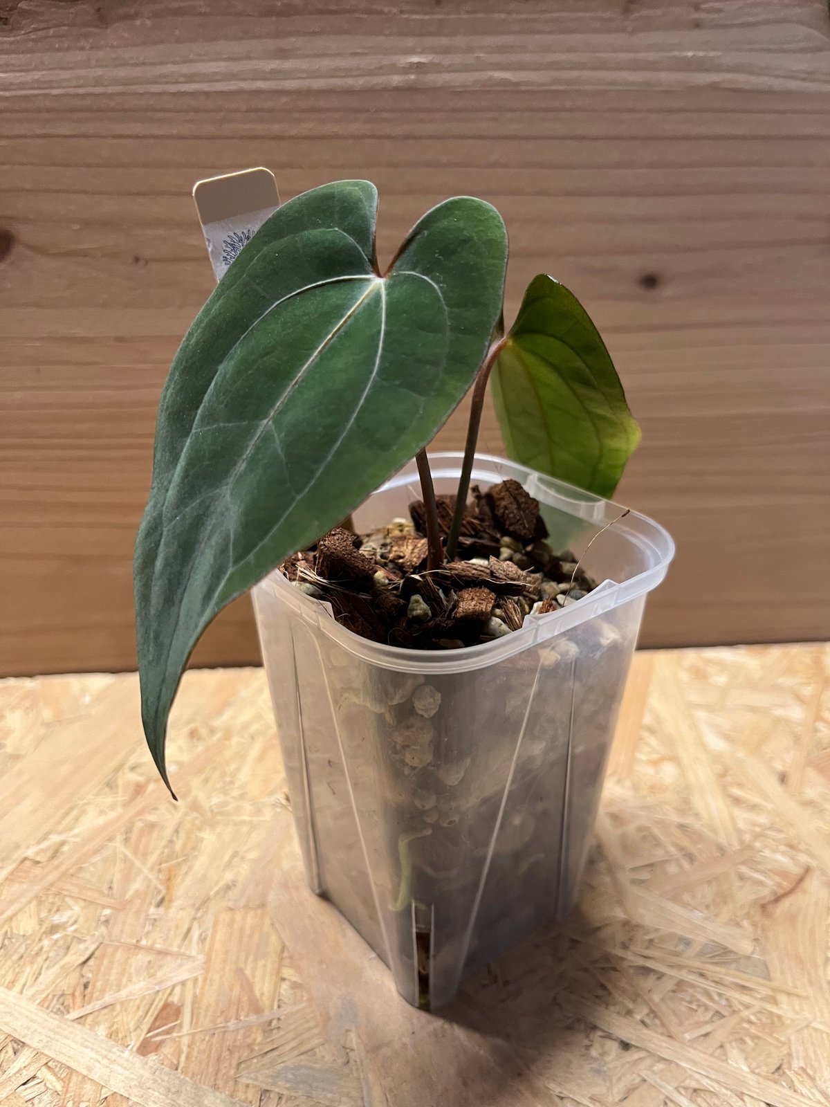 アンスリウム レッドフェニックス(パピリラミナム×クリスタリンレッド