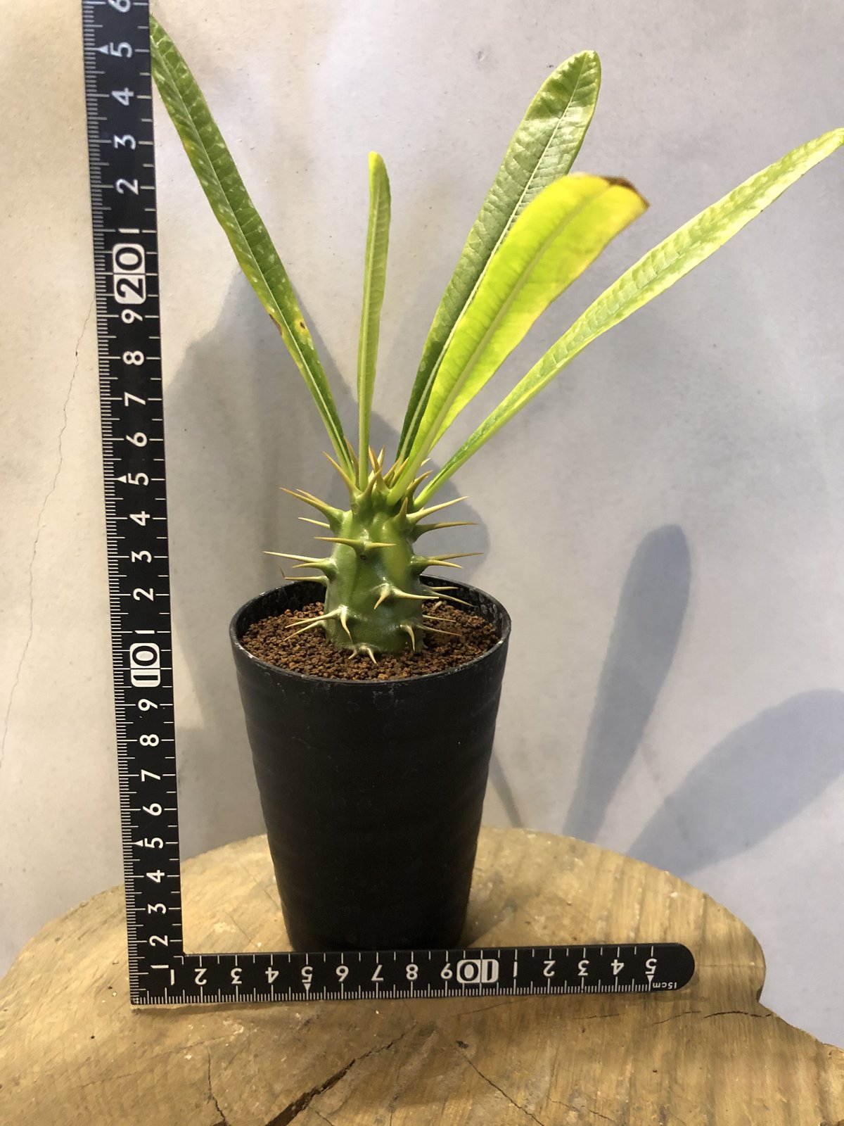 ラスト1株です　パキポディウム　アンボンゲンセ　良型　鉢ごとメルカリ便⑤ ラスト1株です パキポディウム アンボンゲンセ 良型 鉢ごと