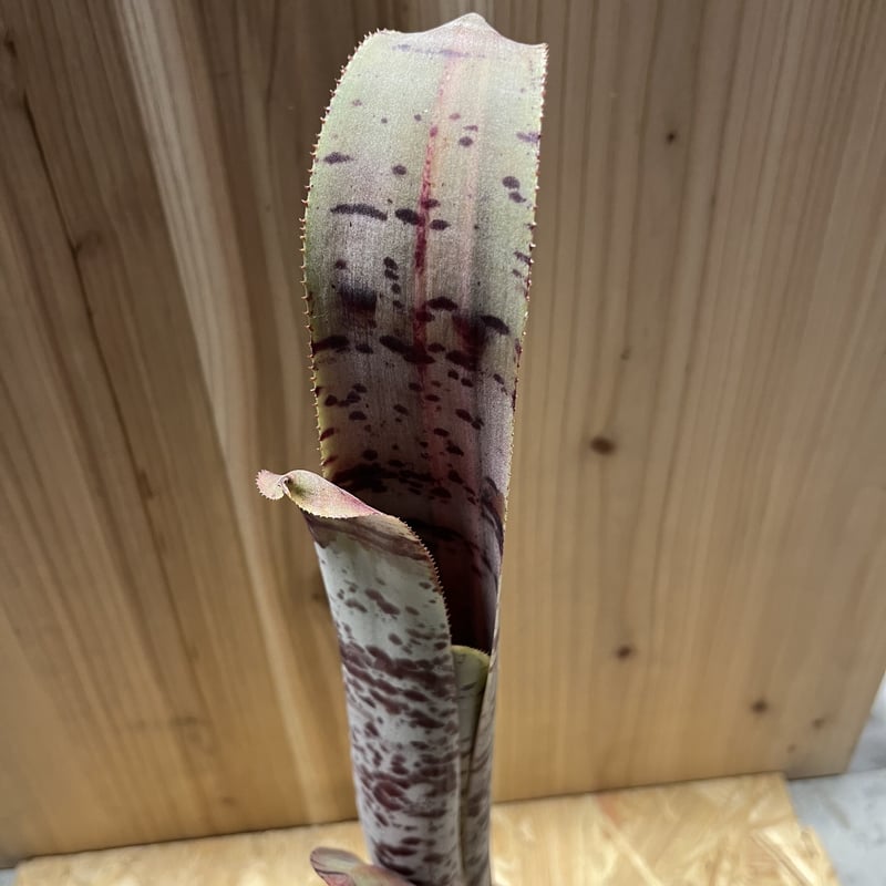 ケスネリア ラファエルオリベイラ | GREEN LUCK