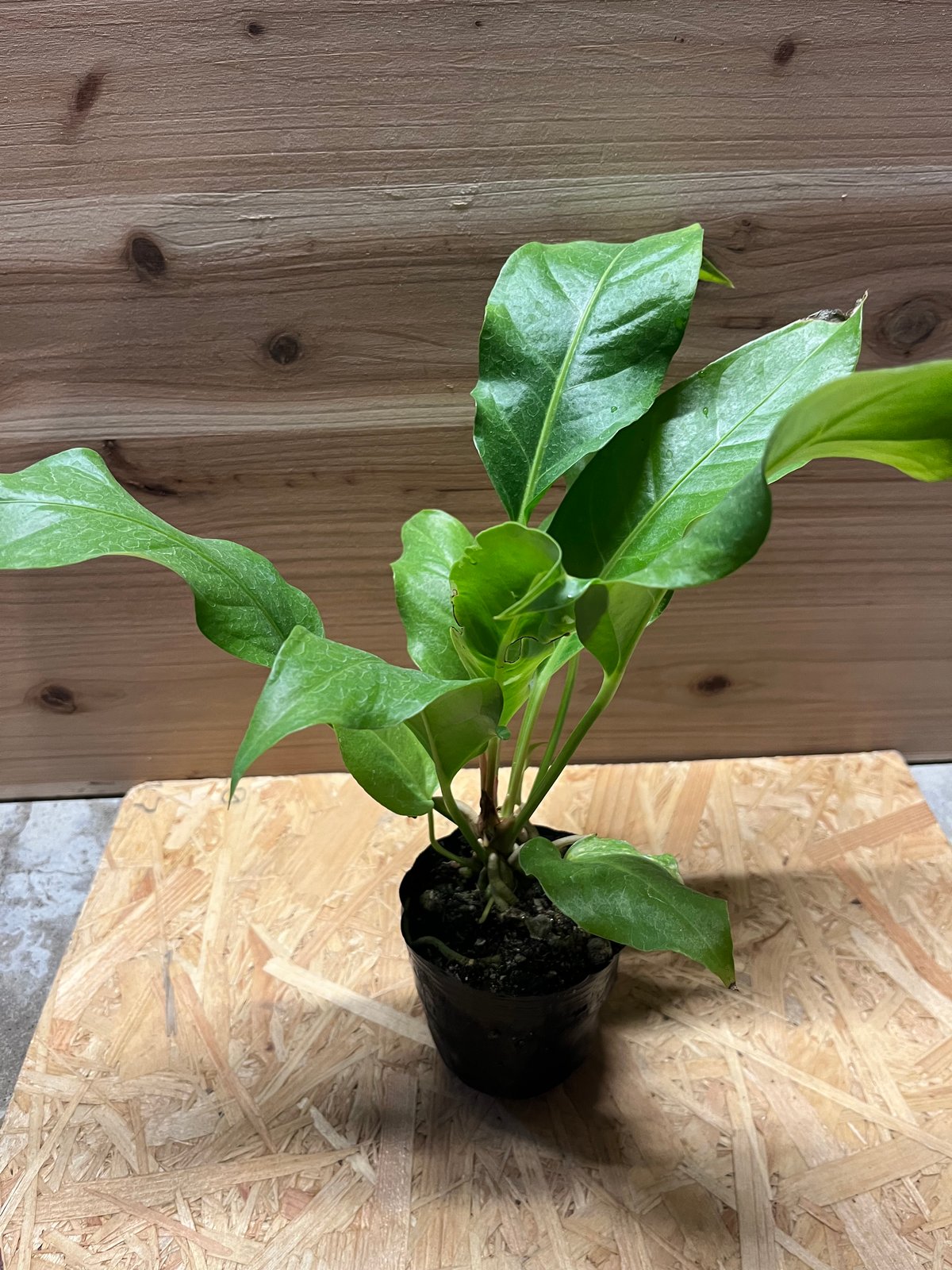 アンスリウム ジャングルキング 4号 アンスリウム ジャングルキング | GREEN LUCK