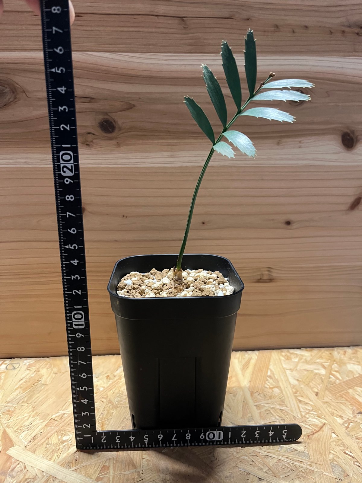 D66+Encephalartoshorridusエンセファラルトスホリダス1粒 ROUTE