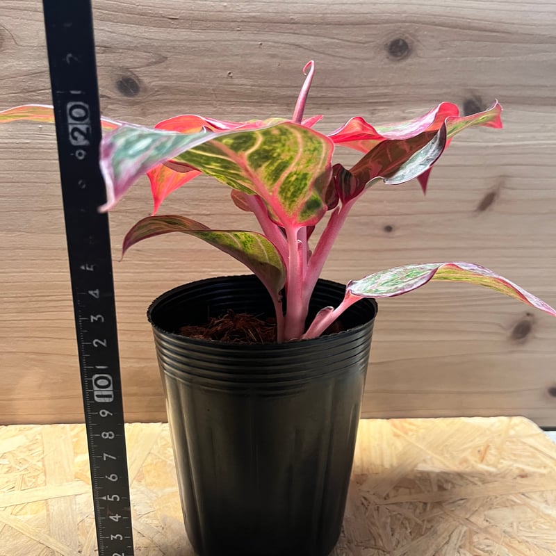 アグラオネマ 'レッドエメラルドドラゴン' | GREEN LUCK