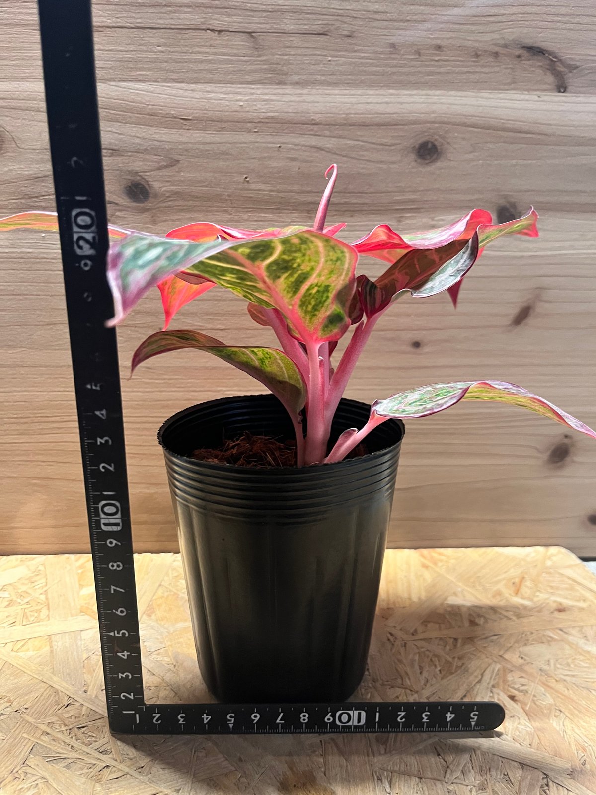 fit=scale-down,w=1200