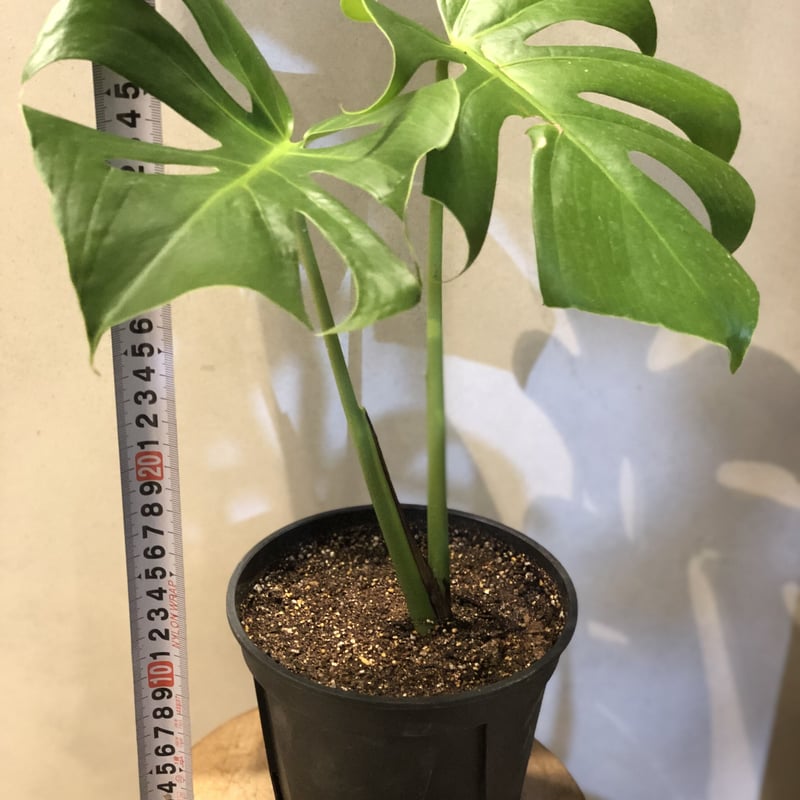 モンステラ コンパクタ | GREEN LUCK