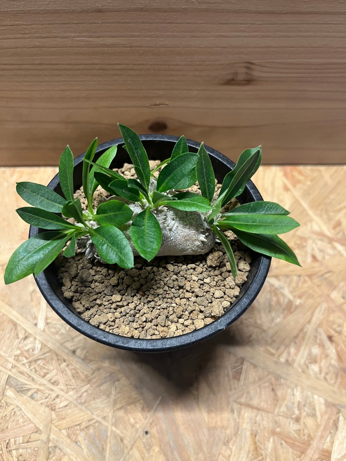 パキポディウム 恵比寿笑い | GREEN LUCK