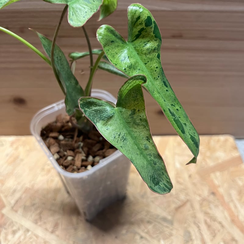 斑入り フィロデンドロン パライソヴェルデ パライソベルデ