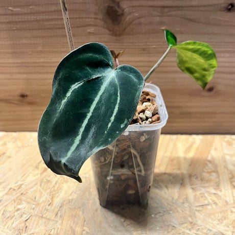 アンスリウム　カーラブラッキー 【コレクション放出】 アンスリウムカーラブラッキー | STORES