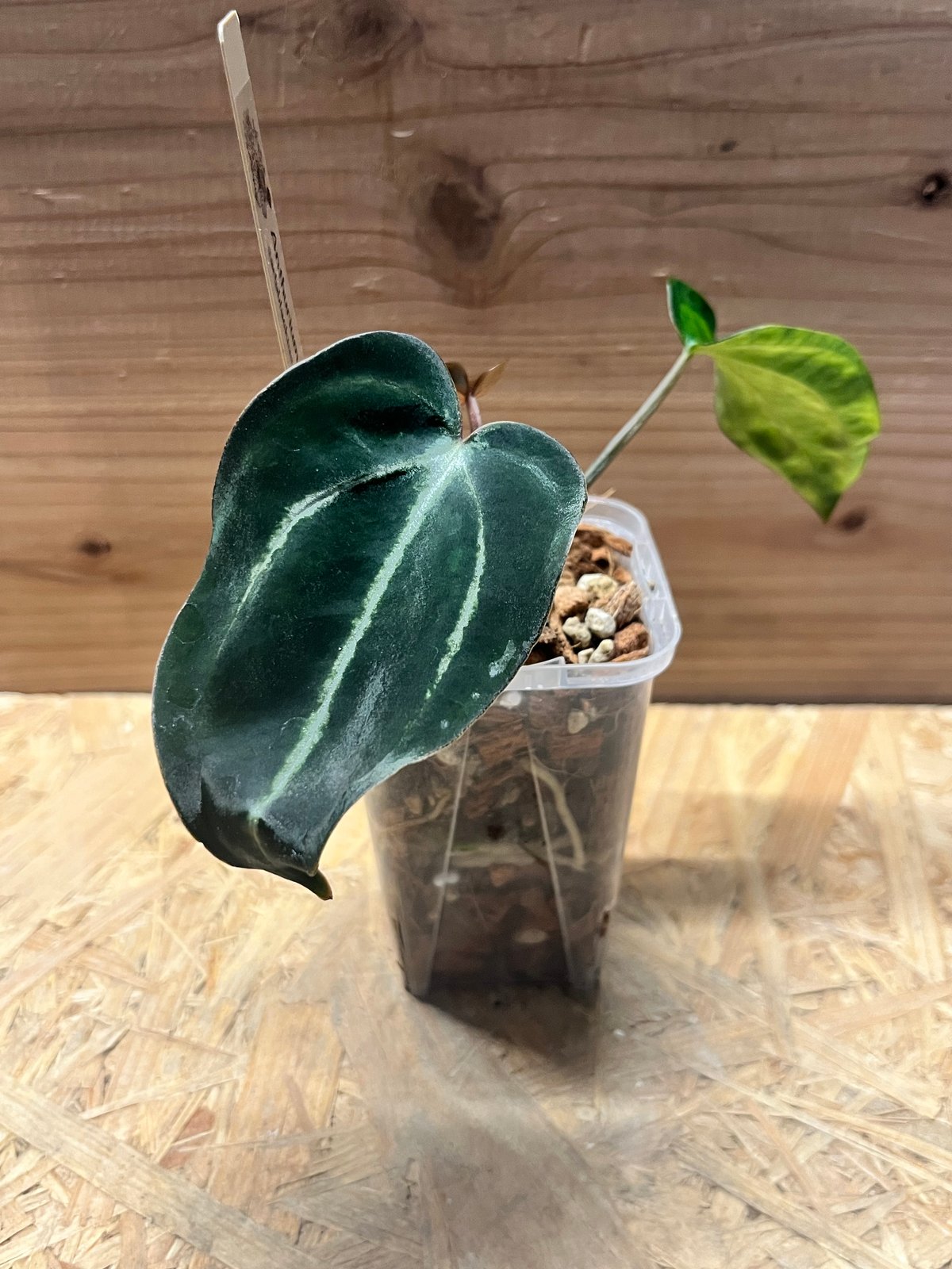 アンスリウム　カーラブラッキー 【コレクション放出】 アンスリウム カーラブラッキー 【コレクション放出】 Anthurium