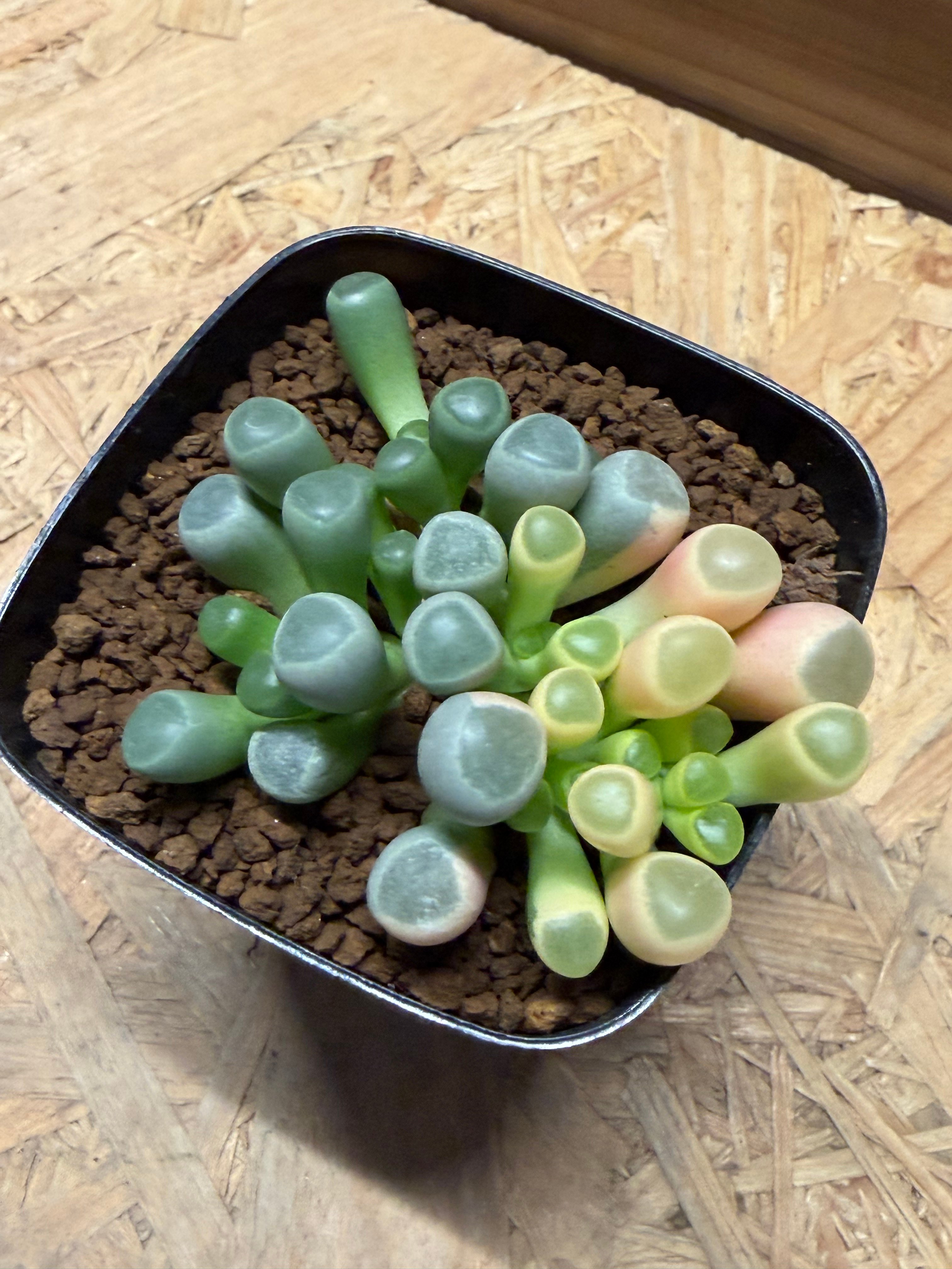 五十鈴玉錦　現物　特大(速達便付き)鉢ごと発根済み　ピンク色錦が綺麗に出ている フェネストラリア ロパロフィラ '五十鈴玉錦' | GREEN LUCK