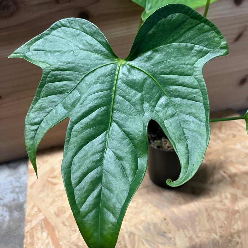 な*す様 在庫1株のみ【超希少】アンスリウム・ペダトラディアツム☆# な*す様 在庫1株のみ【超希少】アンスリウム・ペダトラディアツム☆#