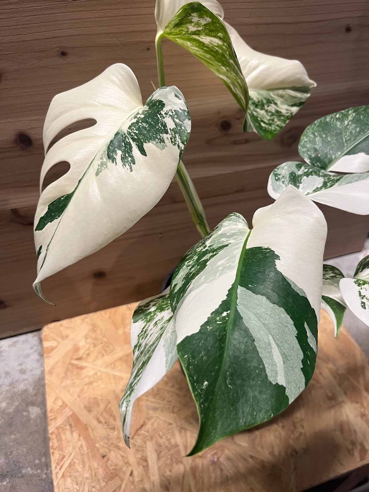 Monstera モンステラ　ボルシギアナ　白斑入り　ホワイトタイガー モンステラホワイトタイガー（アルボ）(Monstera Albo White