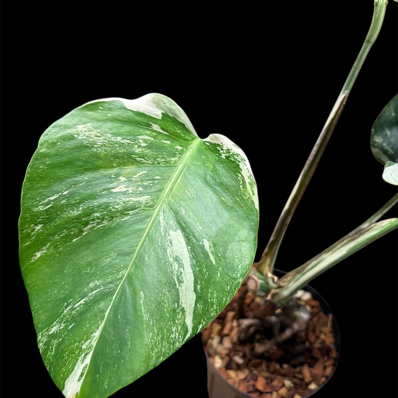 モンステラ 'ホワイトフェアリー' | GREEN LUCK
