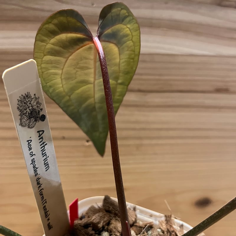 Anthurium AOS / アンスリウム エース オブ スペード ♠️Anthurium 'Ace of Spades' ♠️ ______【Dark form】______