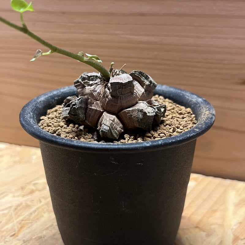 亀甲竜 ディオスコレア エレファンティペス | GREEN LUCK