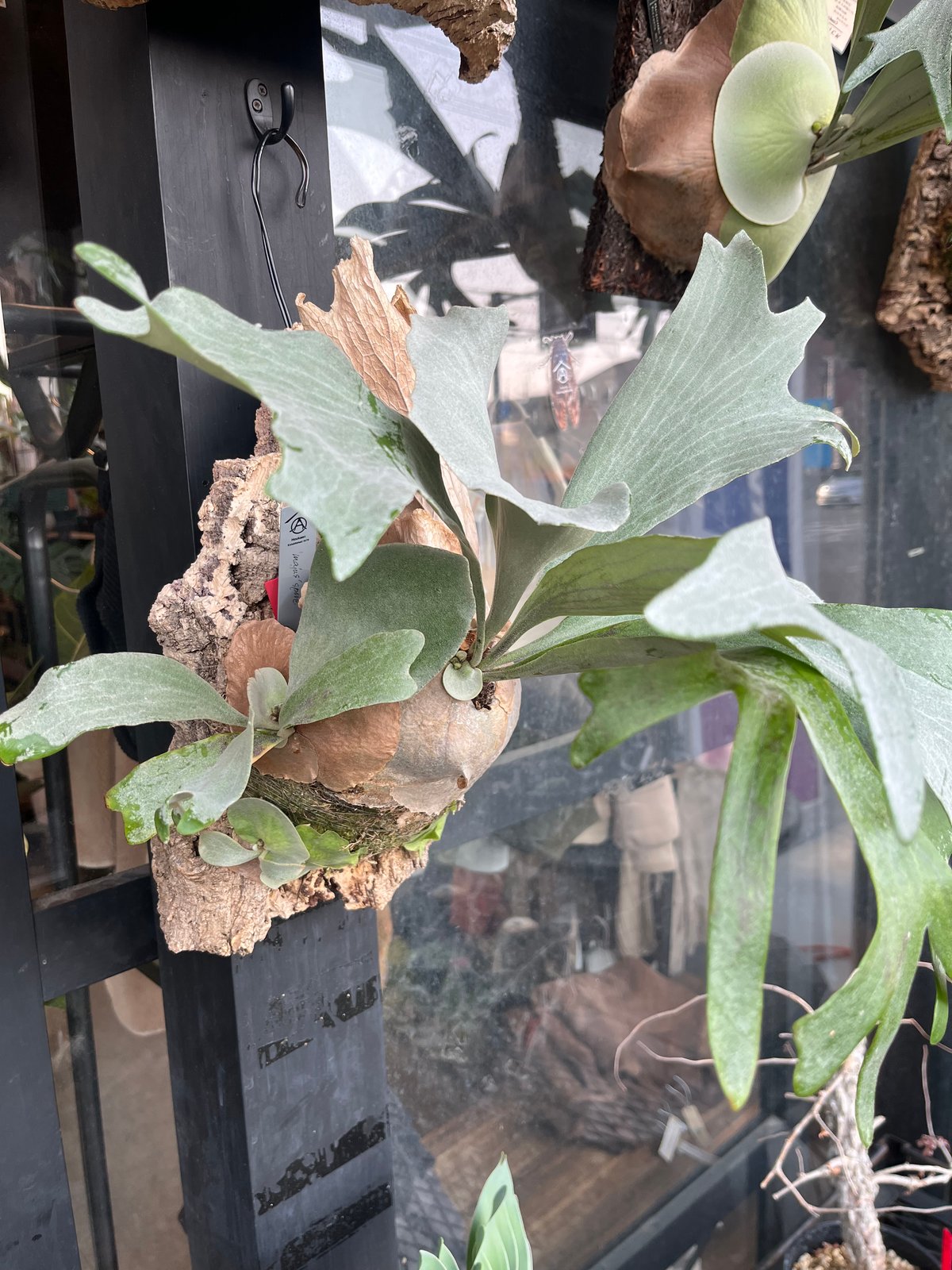 ビカクシダ sp. マジュスポ HK スポア | GREEN LUCK