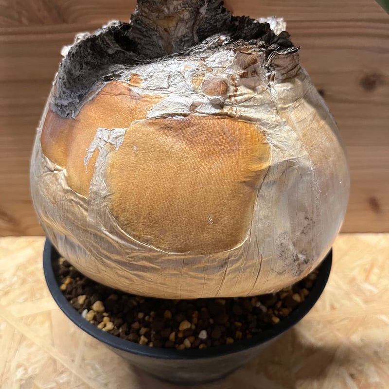 ブーファン ハエマンソイデス | GREEN LUCK