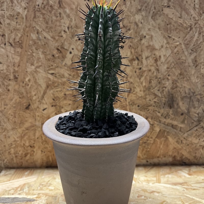 ユーフォルビア ホリダ×伝市鉢 | GREEN LUCK