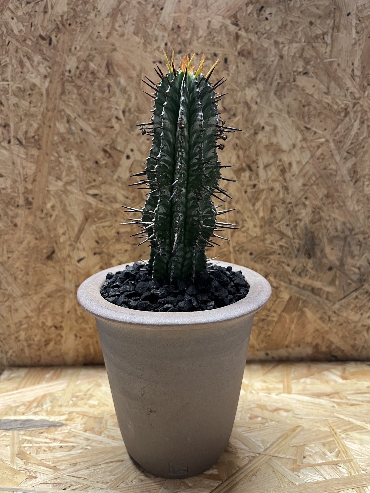 ☆極上品☆ 白衣ホリダ　ゼブラホリダ　伝市鉢　オベサ　ユーフォルビア　幅10cm ☆極上品☆ 白衣ホリダ ゼブラホリダ 伝市鉢 オベサ