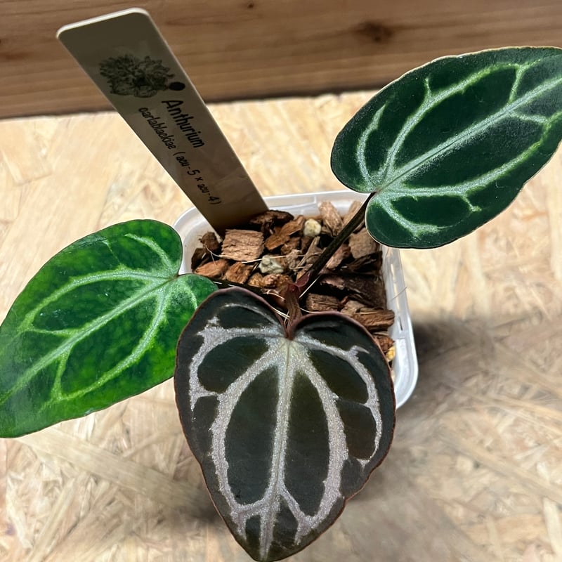 アンスリウム アンスリウム Anthurium (magnificum × 'Black Velvet