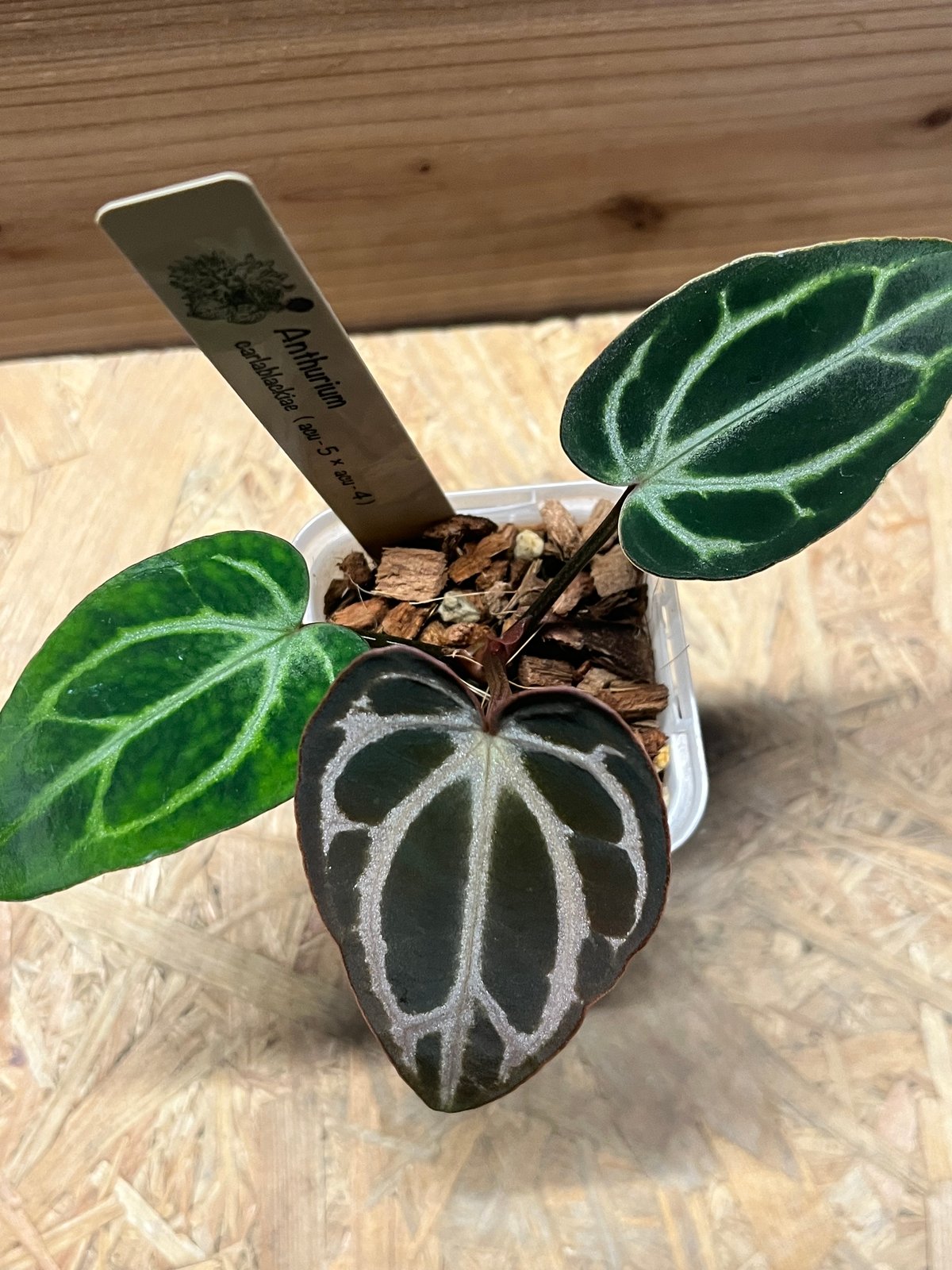 Anthurium Carlablackiae│アンスリウム カーラブラッキー アンスリウム カーラブラッキー ナロー | GREEN LUCK