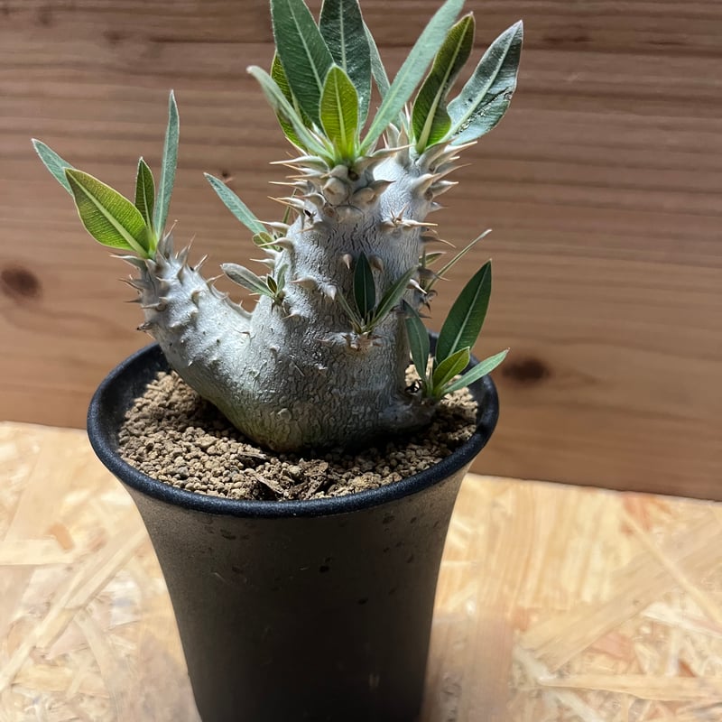 パキポディウム ロスラーツム | GREEN LUCK