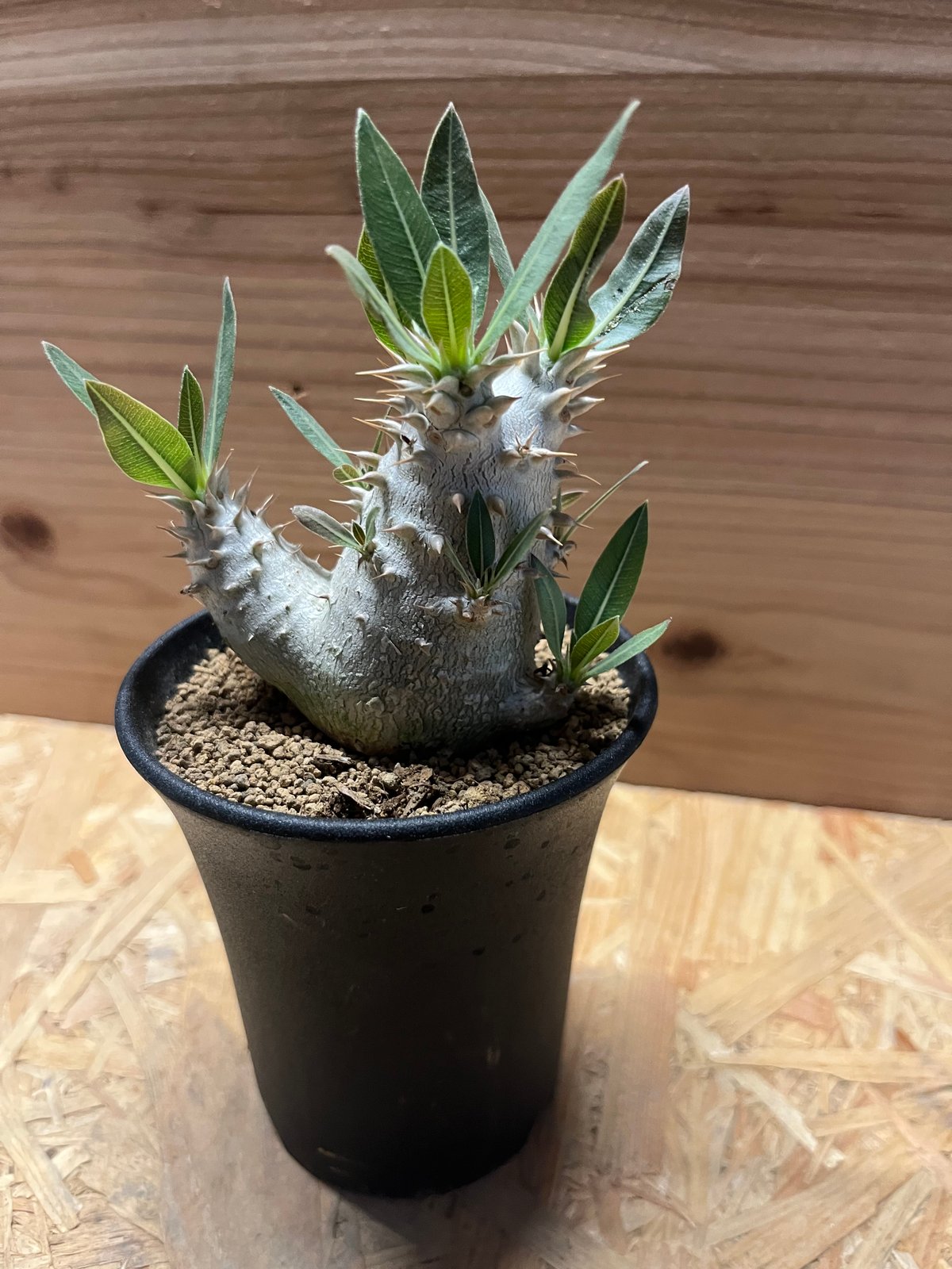 パキポディウム　ロスラーツム 園芸ネット本店｜パキポディウム：ロスラーツム 2.5号鉢植え の通販