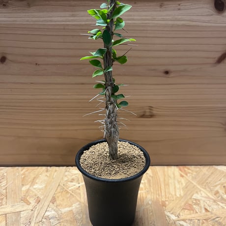 フォークイエリアディグエッティ | STORES