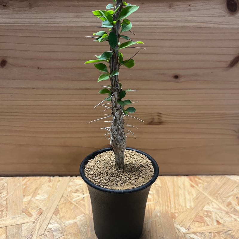 フォークイエリア　ディグエッティ　抜き苗 フォークイエリア ディグエッティ | STELLA.PLANTS