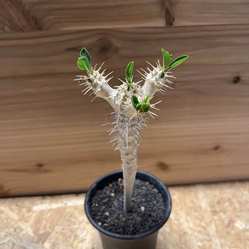 【実生厳選株】ユーフォルビアギラウミニアナ（2023.10播種）③ ユーフォルビアギラウミニアナ実生 現品鉢ごと発送