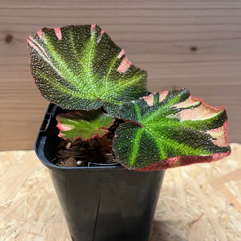 ベゴニア・マキュラータ ピンク斑入り 希少屋内屋外園芸植物 - Etsy
