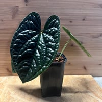 アンスリウム ペダツム | GREEN LUCK