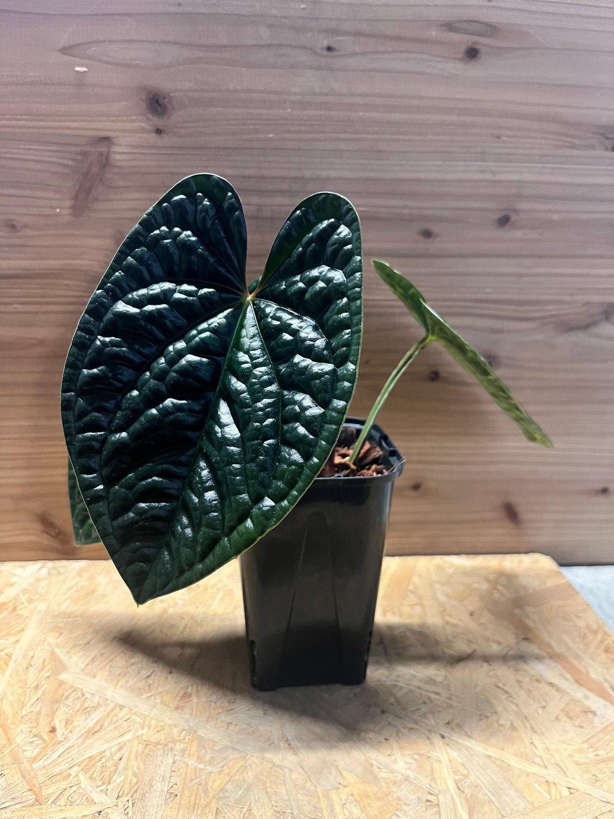 アンスリウム ルクスリアンス ダーク ナロー Secret Bazaar | _ 『 アンスリウム・ルクスリアンス ダーク