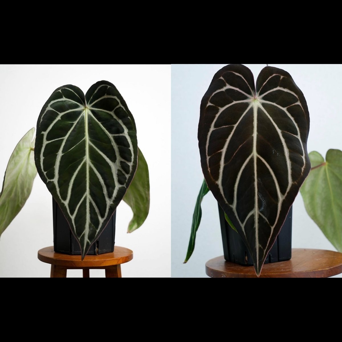 アンスリウム カーラブラッキー ナロー | GREEN LUCK