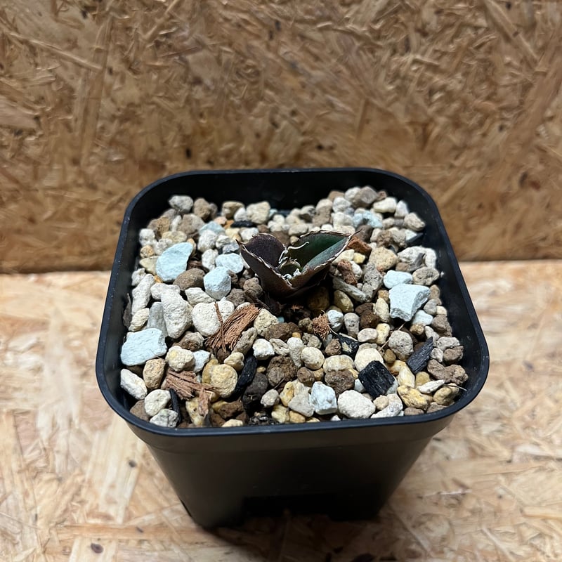 お*ち様 穿山甲　アガベ子株 Yahoo!オークション - 【lize希少株子株出品】アガベ チタノタ