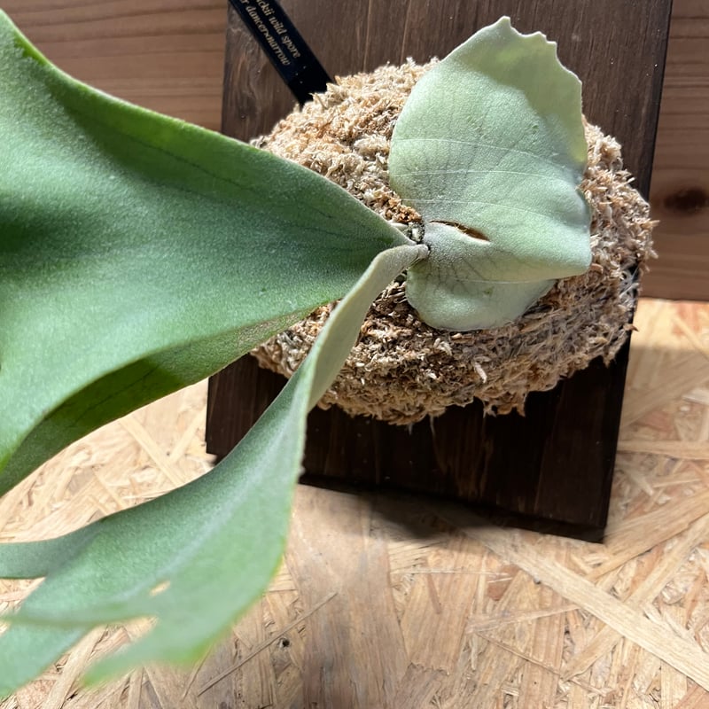 ビカクシダ ドワーフ おしむ ウィリンキー ジェイドガール 胞子培養株  