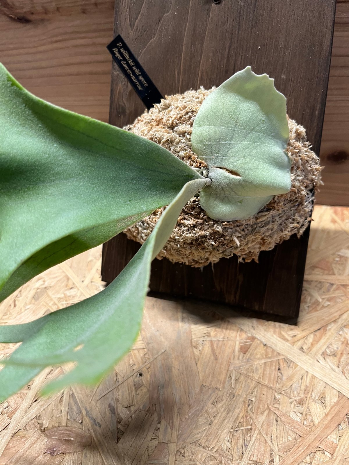 ビカクシダ Willinckii finger dancer