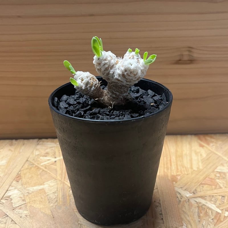 オトンナ　レトロルサ オトンナ レトロルサ | GREEN LUCK