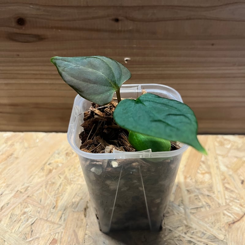 T*m様 アンスリウム　ポーティラエ　NSE アンスリウム ポーティラエ NSE | GREEN LUCK